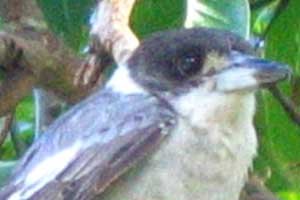 Grey Butcherbird